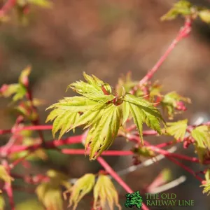 Acer Palmatum 'Sango Kaku' Japanese Maple Tree Standard 3Ltr Pot