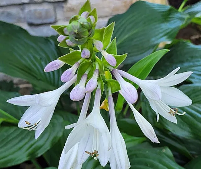 Flower Power Hosta