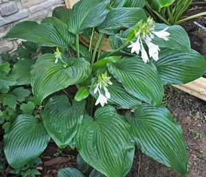 Flower Power Hosta