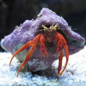 Hermit Crab - Red Leg (Paguristes Cadenati).