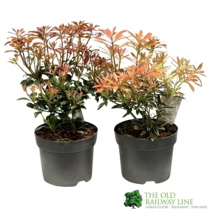 Pieris Assorted Variety 2Ltr Pot