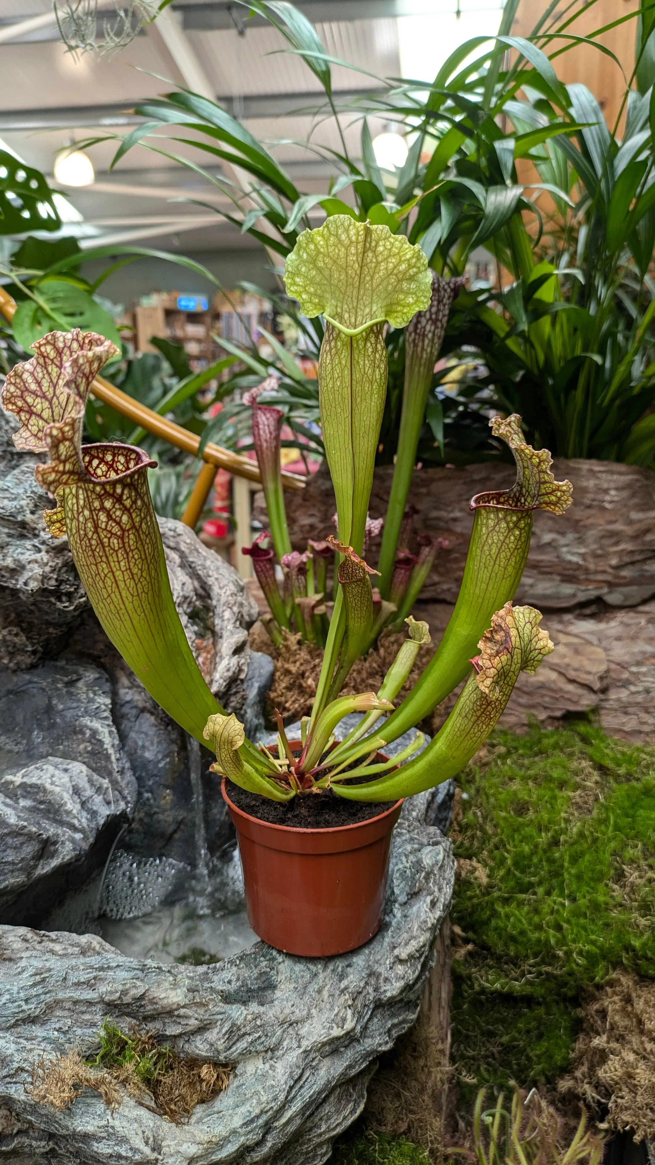 Sarracenia 'Velvet' 8.5cm Pot